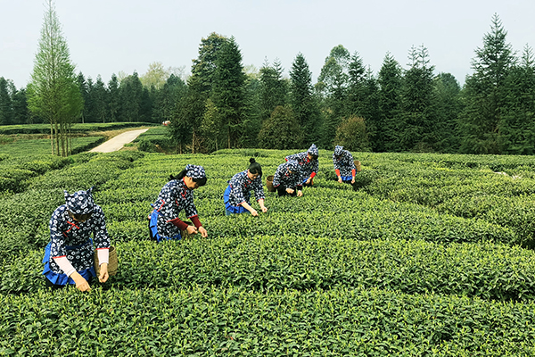 茶产业文化基地